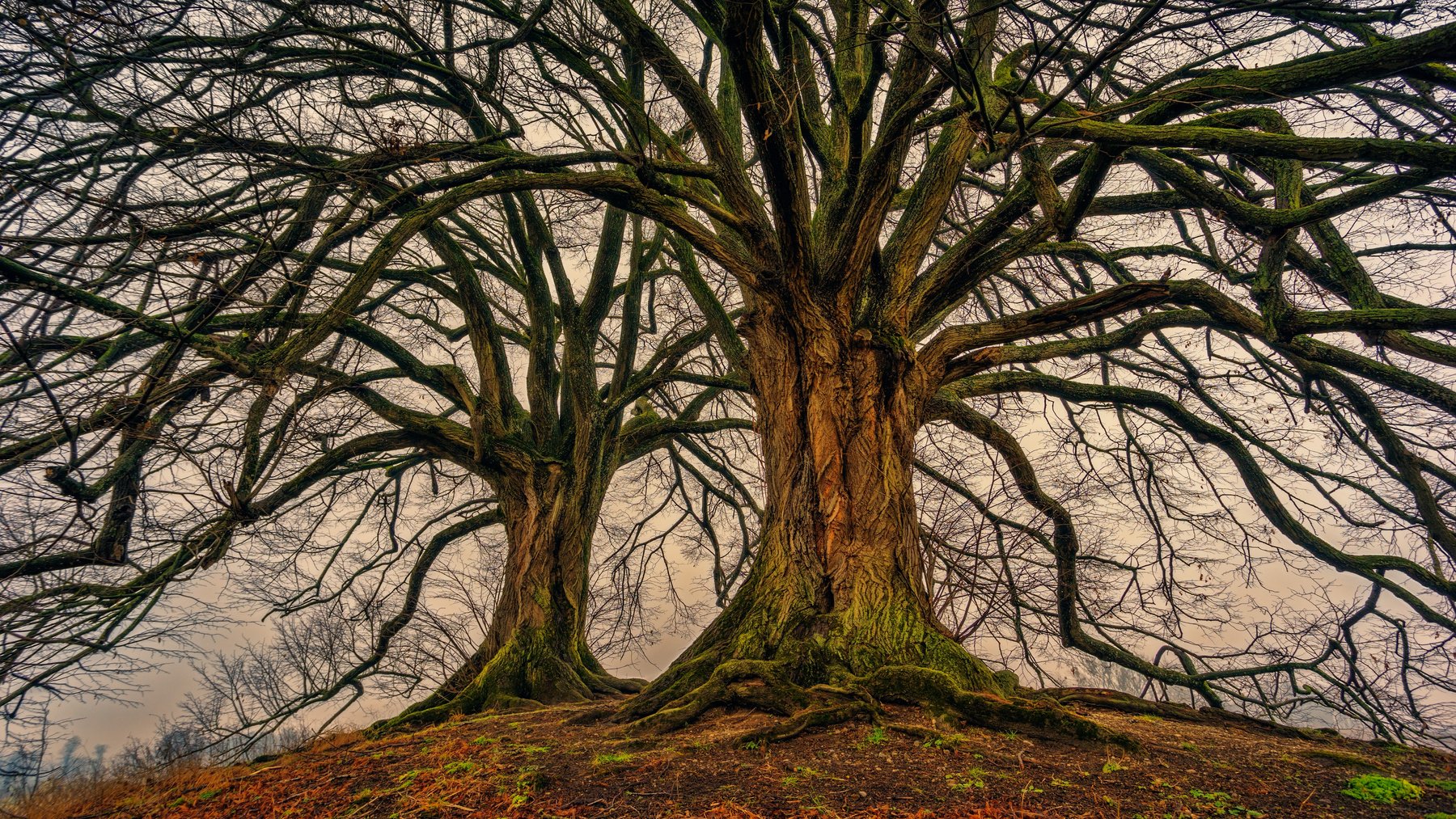 Two Bare Trees