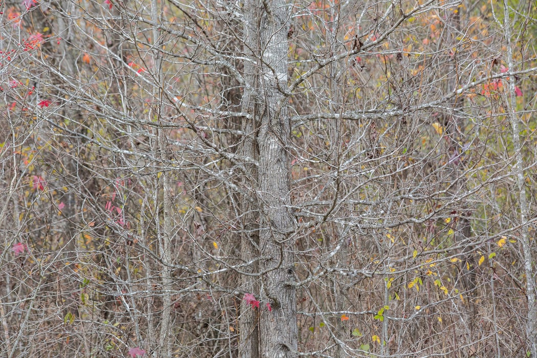 Shedding Trees